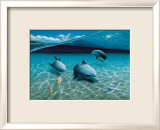 The Chase  Maui Dolphins