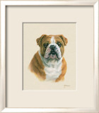 English Bulldog