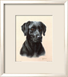 Labrador
