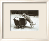 Canine Nurse