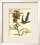 Hummingbird Reverie IV