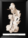 Orchid Dance I
