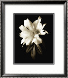 Portrait in White I