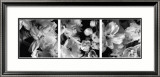 Delphiniums