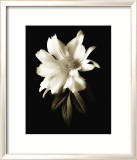 Portrait in White I