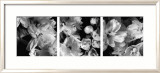 Delphiniums