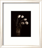 Dramatic Tulips