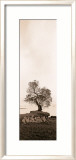 Coast Oak Tree