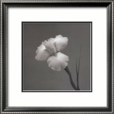 Iris II