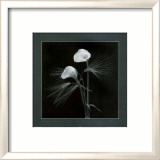 Calla Lilies
