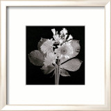 Zinnias