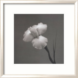 Iris II
