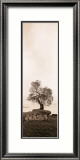 Coast Oak Tree