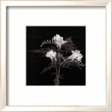 Freesia