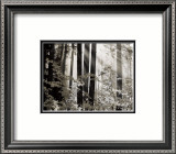 Misty Forest