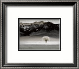 Solitary Tree