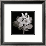 Zinnias
