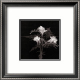 Freesia