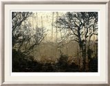 Wooded Solace II
