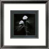 Calla Lilies