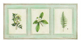 Herbier  Planche 24