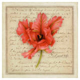 Pink Parrot Tulip
