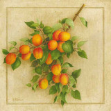 Abricots du Roussillon