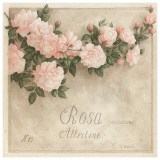 Rosa  Albertine