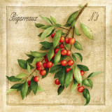 Cerises Bigarreaux