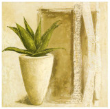 Aloe