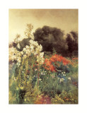 Madonna Lilies
