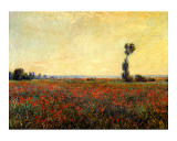 Poppy Landscape