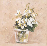 Perce-Neige
