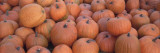 Detail of Freshly Harvested Pumpkins Gathered in a Pile in Autumn