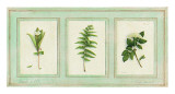 Herbier  Planche 112
