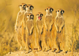 Meerkats