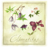 Clématites
