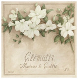 Clematis  Madame de Coultre