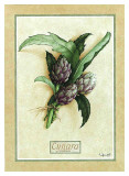 Cynara