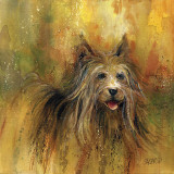 Yorkie