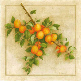 Abricots de Nancy