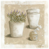 Sauge en Pot