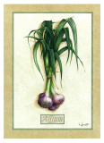 Allium