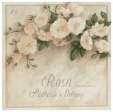 Rosa  Adelaide d' Orlean