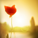 Single Poppy in the Sunset