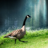 Goose Taking a Step