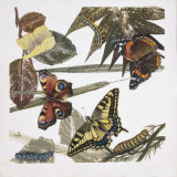 Butterflies and Larva  Illustration