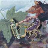 Scorpion (Scorpiones)  Illustration