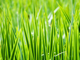 Green Blades of Grass