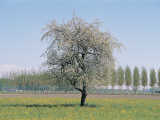 Apple Tree on a Landscape (Malus Pumila)